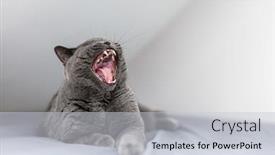  Presentation with british - Slides with purebred-british-cat-yawning background and a lemonade colored foreground