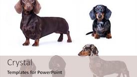  Presentation with dachshund - Amazing presentation theme having purebred dachshund dog backdrop and a soft green colored foreground