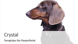  Presentation with dachshund - PPT theme featuring purebred dachshund dog background and a white colored foreground
