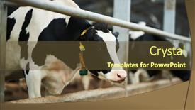  Presentation with dairy cow - Presentation theme with purebred-dairy-cow-standing background and a tawny brown colored foreground