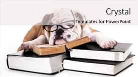  Presentation with english bulldog - Colorful PPT theme enhanced with purebred english bulldog in glasses backdrop and a light gray colored foreground