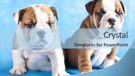  Presentation with english bulldog - PPT theme enhanced with  background and a  colored foreground
