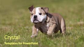  Presentation with english bulldog - PPT layouts enhanced with purebred english bulldog puppy moving toward the camera wrinkled face close up background and a tawny brown colored foreground