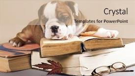  Presentation with english bulldog - Cool new PPT theme with purebred english bulldog puppy backdrop and a soft green colored foreground