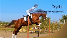  Presentation with horse - PPT theme enhanced with purebred horse jumping a hurdle background and a light blue colored foreground