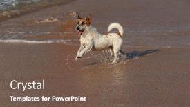  Presentation with dog - Amazing slide deck having purebred-jack-russel-terrier-dog backdrop and a tawny brown colored foreground