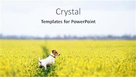  Presentation with puppy - Slides consisting of purebred-jack-russel-terrier-puppy and a sky blue colored foreground