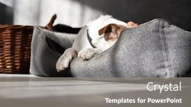  Presentation with russell - PPT theme consisting of purebred-male-jack-russell-terrier background and a gray colored foreground