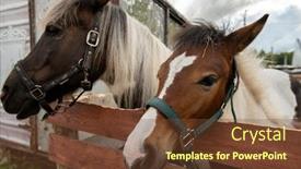  Presentation with stallion - Colorful slide deck enhanced with purebred mare and stallion with white manes standing by wooden fence on territory of equestrian club with cloudy sky on background backdrop and a tawny brown colored foreground