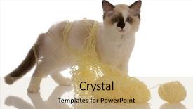  Presentation with kitten - Beautiful slides featuring purebred-ragdoll-kitten-playing backdrop and a coral colored foreground