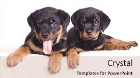  Presentation with rottweiler puppy - Slide deck featuring purebred rottweiler puppy 2 months background and a coral colored foreground