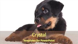  Presentation with rottweiler puppy - Cool new theme with purebred rottweiler puppy 2 months backdrop and a tawny brown colored foreground