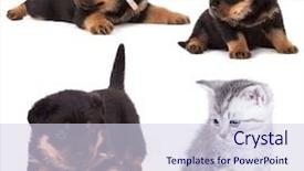  Presentation with rottweiler puppy - Colorful slide deck enhanced with purebred rottweiler puppy and kitten backdrop and a sky blue colored foreground