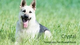  Presentation with dog - Slides with purebred shepherd dog in field background and a mint green colored foreground