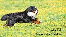  Presentation with dog - Beautiful PPT theme featuring purebred shepherd dog in field backdrop and a yellow colored foreground