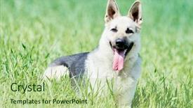  Presentation with dog - Cool new slides with purebred shepherd dog in field backdrop and a mint green colored foreground