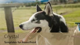  Presentation with high quality - PPT layouts having purebred-siberian-husky-dog-outdoors background and a coral colored foreground