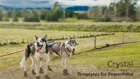  Presentation with high quality - PPT theme consisting of purebred-siberian-husky-dog-outdoors background and a  colored foreground