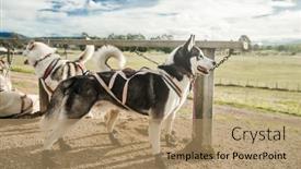  Presentation with high quality - Presentation theme having purebred-siberian-husky-dog-outdoors background and a coral colored foreground