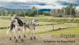  Presentation with high quality - Slide deck with purebred-siberian-husky-dog-outdoors background and a coral colored foreground