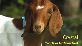 Presentation with pasture - Beautiful slides featuring purebred south african boer goat backdrop and a tawny brown colored foreground