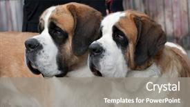  Presentation with sad dog abandoned dogs - PPT theme having purebred st bernard dog background and a gray colored foreground