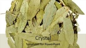  Presentation with cassia - Cool new PPT layouts with purgation - dried senna leaves cassia angustifolia backdrop and a yellow colored foreground