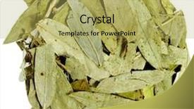  Presentation with cassia - PPT layouts featuring purgation - dried senna leaves cassia angustifolia background and a  colored foreground
