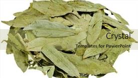  Presentation with cassia - Colorful slide set enhanced with purgation - dried senna leaves cassia angustifolia backdrop and a yellow colored foreground