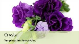  Presentation with ultra techonology violet - Cool new PPT theme with purple - beautiful violet eustoma isolated backdrop and a soft green colored foreground