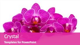  Presentation with orchid - Amazing slides having purple - orchid flower head bouquet isolated backdrop and a purple colored foreground
