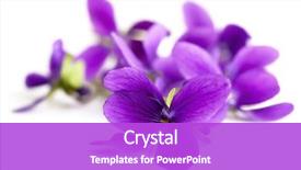  Presentation with focus - Slide deck enhanced with purple - violets in soft focus isolated background and a purple colored foreground