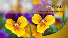  Presentation with pansy flower - Audience pleasing PPT theme consisting of purple - yellow pansy backdrop and a  colored foreground