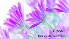  Presentation with pink flowers - Presentation design enhanced with purple abstract - closeup on gentle pink daisy background and a lavender colored foreground
