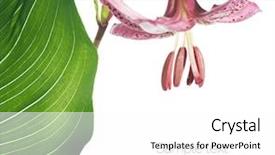  Presentation with summer - Amazing slide deck having purple abstract - lovely summer flora against white backdrop and a white colored foreground