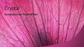  Presentation with red onion - Audience pleasing theme consisting of purple abstract - red onion macro shot backdrop and a coral colored foreground