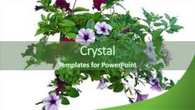  Presentation with purple flowers - Cool new PPT theme with purple and lilac flowers of petunia in pot isolated on white background backdrop and a forest green colored foreground