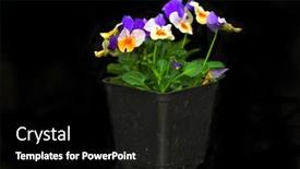  Presentation with purple water color - Slide deck enhanced with purple-and-peach-colored-pansies background and a black colored foreground