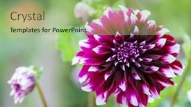  Presentation with dahlia - Audience pleasing slide set consisting of white dahlia flower in full backdrop and a mint green colored foreground