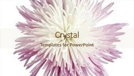  Presentation with chrysanthemum - PPT layouts having purple and white spider mum chrysanthemum blossom isolated background and a cream colored foreground
