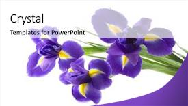  Presentation with iris - Cool new PPT theme with purple and yellow iris isolated on white background backdrop and a white colored foreground