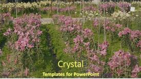  Presentation with rustic purple flower - Beautiful slides featuring purple-and-yellow-lily-flower backdrop and a tawny brown colored foreground