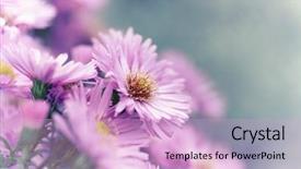  Presentation with purple flowers - Presentation theme enhanced with purple aster flowers autumn flowers background and a lavender colored foreground