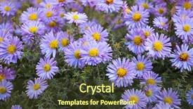  Presentation with purple flowers - Audience pleasing slide deck consisting of purple aster flowers bloom backdrop and a tawny brown colored foreground