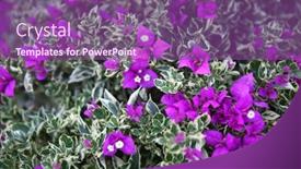  Presentation with bougainvillea - PPT layouts having purple-beautiful-flower background and a violet colored foreground