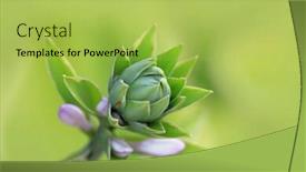  Presentation with bud - Presentation design featuring purple-bell-flower-bud-close background and a yellow colored foreground