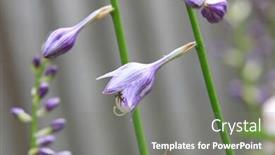  Presentation with purple flowers - PPT theme with purple-bell-flowers background and a gray colored foreground