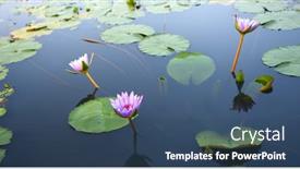  Presentation with purple lotus flowers blooming - Presentation theme with purple-blue-lotus-flowers-blooming background and a ocean colored foreground