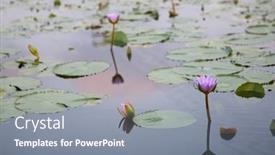  Presentation with purple lotus flowers blooming - Presentation theme featuring purple-blue-lotus-flowers-blooming background and a gray colored foreground