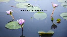  Presentation with purple lotus flowers blooming - PPT theme consisting of purple-blue-lotus-flowers-blooming background and a light blue colored foreground